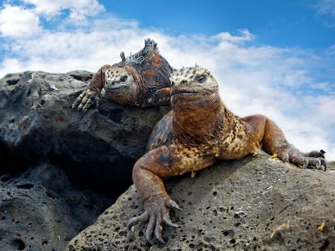 Two marine iguanas strike a pose - Credit: ISTOCK