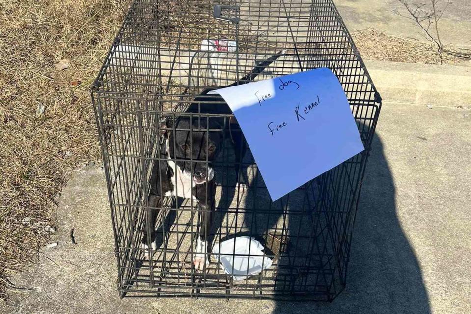 <p>Madison Nygard</p> Nova the dog, who was abandoned in North Carolina with a sign that read "Free dog, Free kennel"