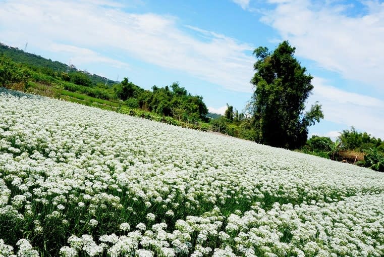 中新里韭菜花海 (圖片來源：桃園市政府)