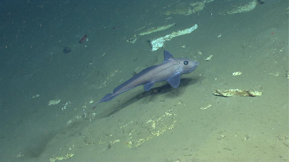 <p><span>Chimaera (Hydrolagus affinis) are cartilaginous fish most closely related to sharks, also known as ghost sharks and rat fish. This species is most commonly found below 1,000 meters. The pores around the head serve as sensors for small variations in pressure, and with large eyes are used to find invertebrate prey in the twilight depths of the ocean. (Photo: NOAA Okeanos Explorer Program, 2013 Northeast U.S. Canyons Expedition Science Team)</span> </p>