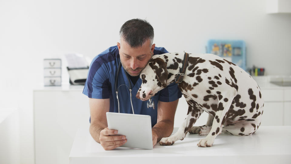 Vet and Dalmatian looking at tablet