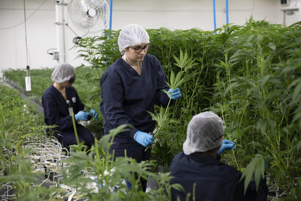 Growers tending to cannabis plants growing