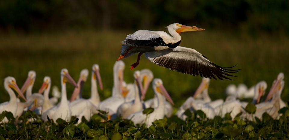 American white pelicans gather in a wetland in Fort Myers on Monday, April 3, 2023 The state is appealing a ruling that took away Florida's ability to issue wetland dredge and fill permits.