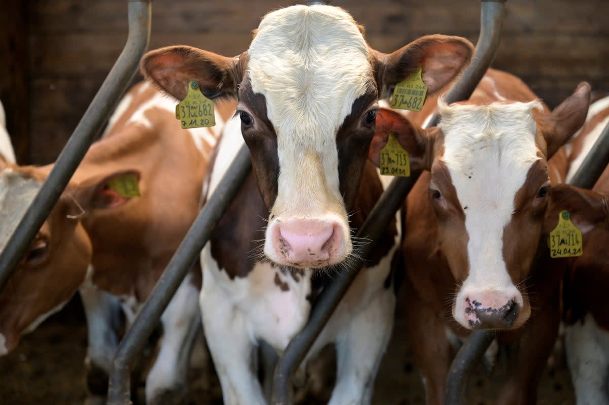 Cows greatly outnumber people in New Zealand (REUTERS)