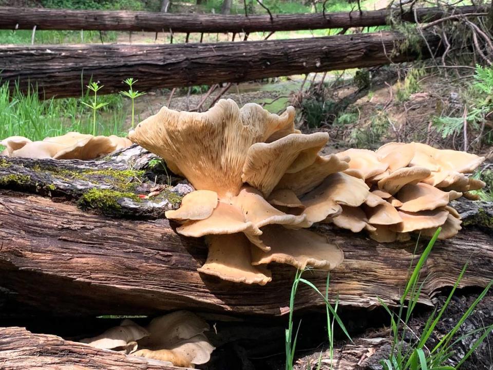 This photo of fungi on a log, taken by Scout Cross of Sonora, placed first in the youth landscape category in a 2023 contest sponsored by the Central Sierra Environmental Resource Center.