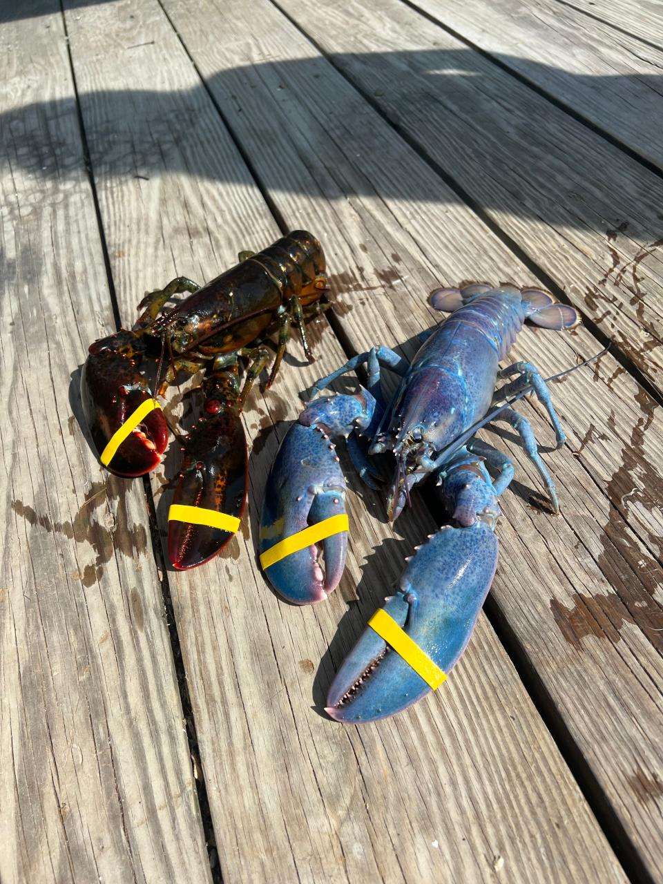 Stratham lobsterman Joseph Kramer caught a rare cotton candy lobster off of New Castle on Sunday, July 21, 2024, estimated to be a one-in-100 million find, according to the Seacoast Science Center.