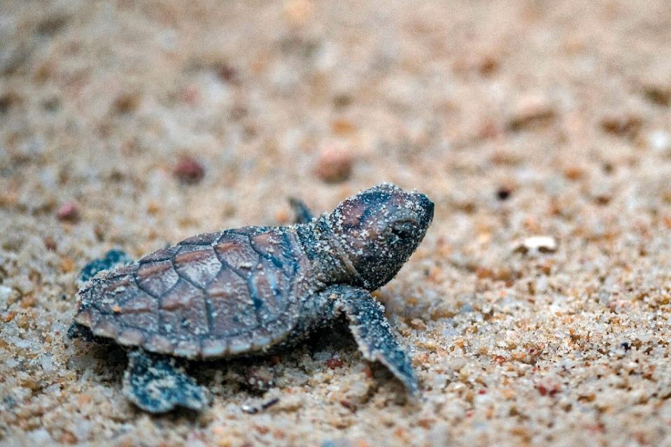 A baby hawksbill turtle at Tanjong Beach in Sentosa island