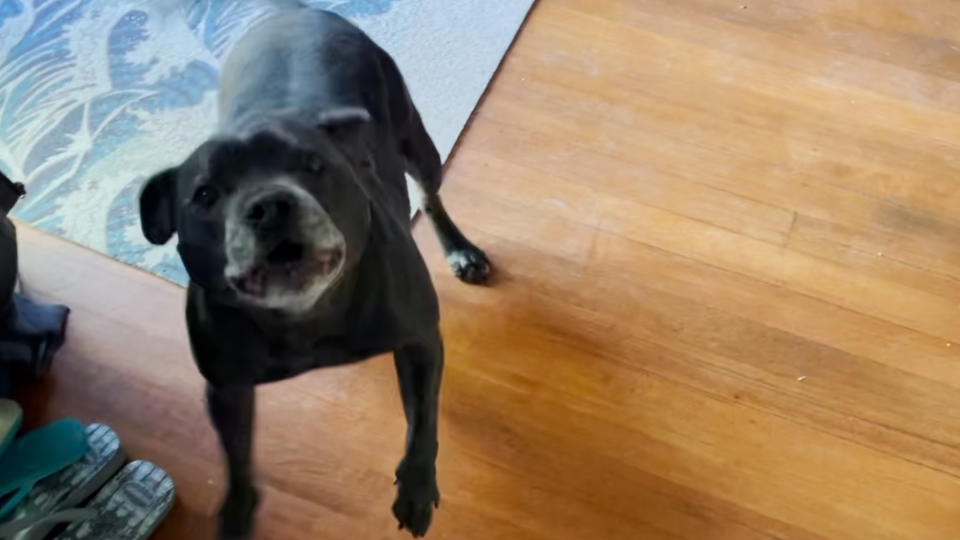 Buddy (pictured) became agitated before his owner noticed the earthquake. Source: Supplied - File