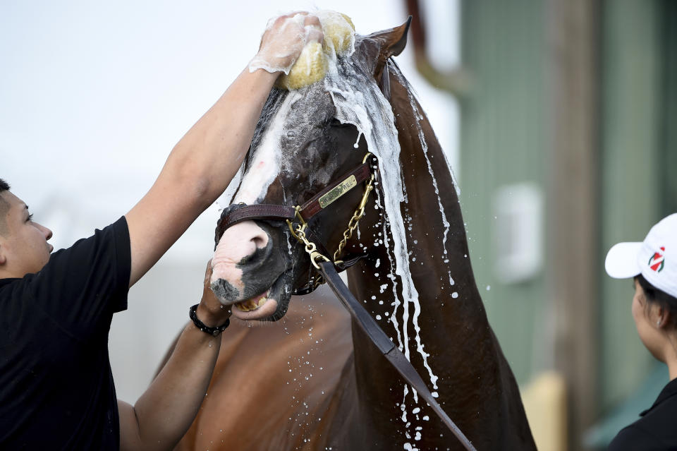 War of Will is washed after exercising in preparation of the Preakness Stakes, Thursday, May 16, 2019, at Pimlico Race Course in Baltimore. The horse race is scheduled to take place Saturday, May 18. (AP Photo/Will Newton)