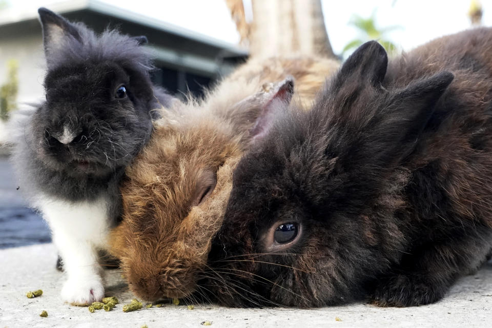 Rabbits gather to eat food left by a resident, Tuesday, July 11, 2023, in Wilton Manors, Fla. The Florida neighborhood is having to deal with a growing group of domestic rabbits on its streets after a breeder illegally let hers loose. (AP Photo/Wilfredo Lee)