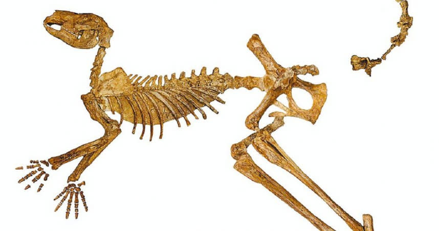 澳洲弗林德斯大學古生物學家發現3種已滅絕的袋鼠新物種，而其中一種比現在最大最健碩的紅袋鼠大出近兩倍。（圖／摘自澳洲Flinders University官網）