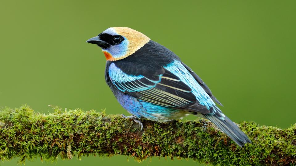 Golden-hooded tanager