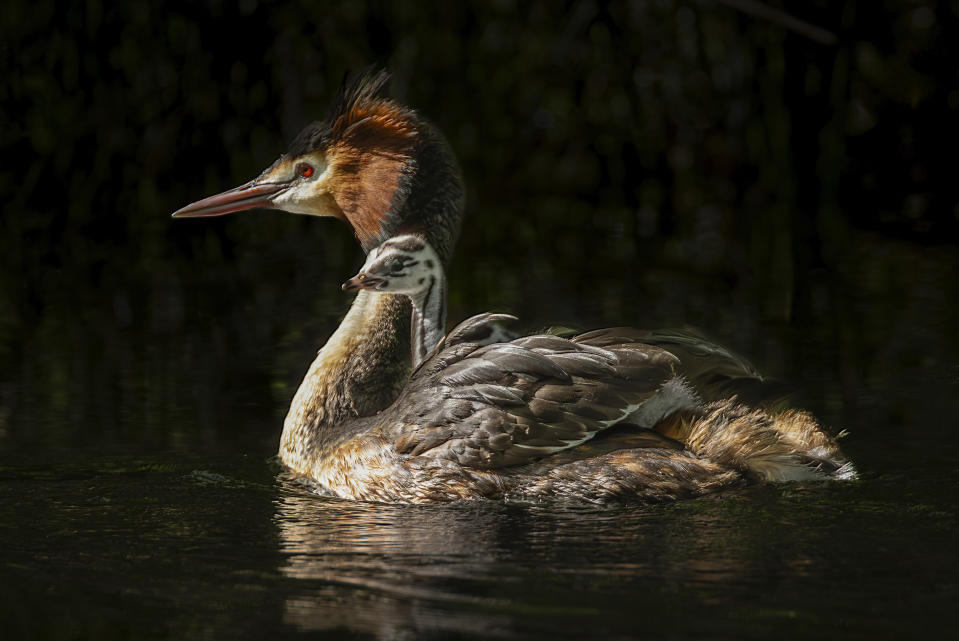 This 2022 photo supplied by the Royal Forest and Bird Protection Society shows a puteketeke and its chick at Lake Ellesmere, south of Christchurch, New Zealand. Vote count for New Zealand's Bird of the Century has been delayed by comedian John Oliver's global campaign, as he discovered a loophole in the rules, which allowed anybody with a valid email address to cast a vote. So he went all-out in a humorous campaign for his favored bird, the puteketeke, a water bird, on his HBO show "Last Week Tonight." (Peter Foulds/Royal Forest and Bird Protection Society via AP)