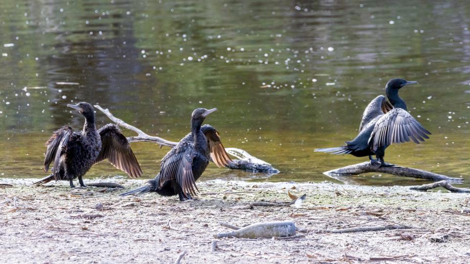 Three little black cormorants at Tomato Lake sunning themselves. There is a bottle in the foreground.