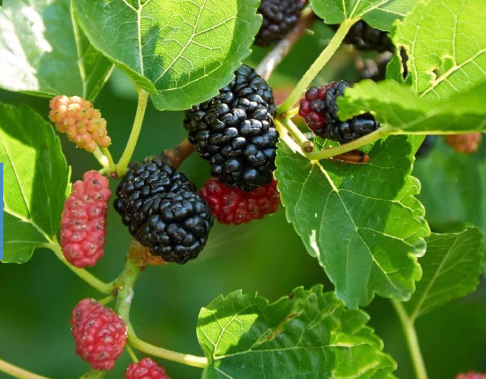 Dwarf Everbearing Mulberry Tree with ripe and unripened berries. 