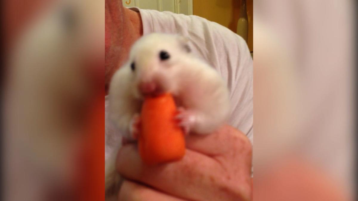 hamsters eating carrots