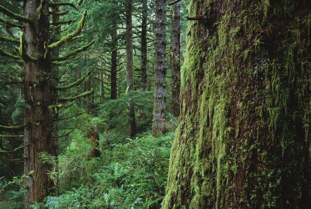 Oregon's Siuslaw National Forest is home to old-growth Sitka spruce and western hemlock.