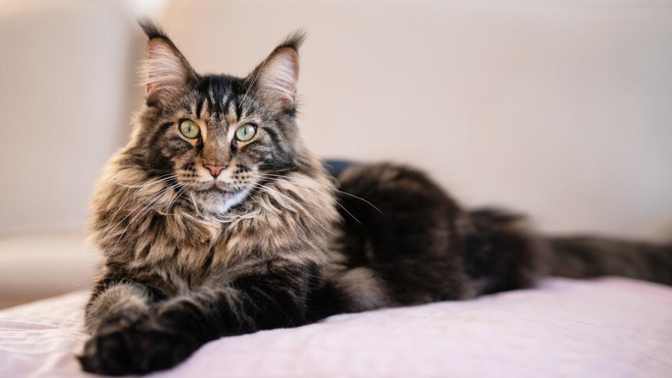 Maine coon