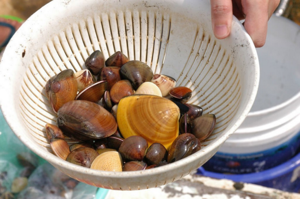 Shellfish collected from a Taiwanese river.