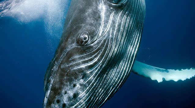 A humpback whale swims in the Pacific Ocean. Scientists say the plankton they eat devours micro plastics. File pic. Source: AAP