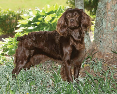 South Carolina: Boykin Spaniel (1985)