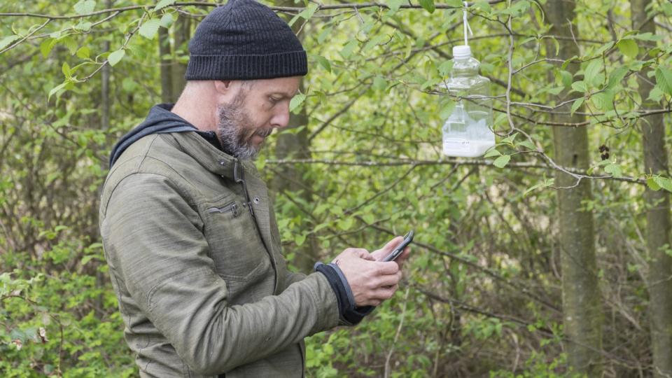 An entomologist logs the location of a hornet trap