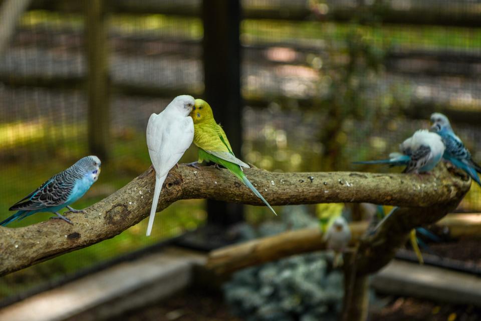 The staff at Bergen County Zoo helps animals beat the heat in Paramus on Friday July 19, 2019. Two budgies greet one another in their enclosure which is closed to the public during the heat wave. 