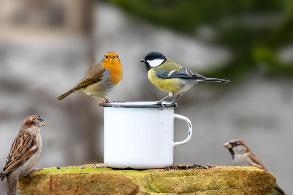 Glück durch Vielfalt: Je mehr verschiedene Vogelarten es in der Umgebung gibt, desto zufriedener sind die Menschen, zeigt die Studie. (Symbolbild: Getty Images)