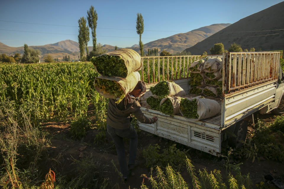 Serkan Arikan,19, carries sacks full of tobacco leaves in a field near Kurudere village, Adiyaman province, southeast Turkey, Wednesday, Sept. 28, 2022. Official data released Monday Oct. 3, 2022 shows consumer prices rise 83.45% from a year earlier, further hitting households already facing high energy, food and housing costs. Experts say the real rate of inflation is much higher than official statistics, at an eye-watering 186%. (AP Photo/Emrah Gurel)