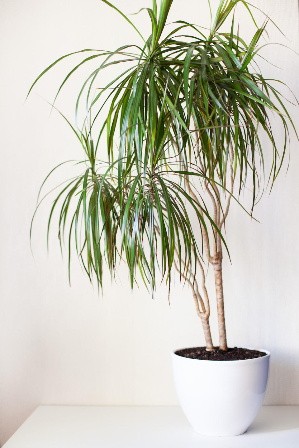 Dracaena marginata dragon tree in a white pot