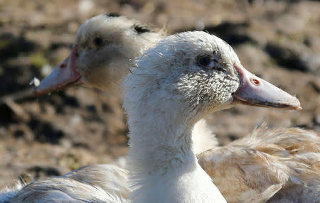 FILE PHOTO: Ducks at a farm in Saint Griede, France, January 6, 2017. REUTERS/Regis Duvignau/File Photo