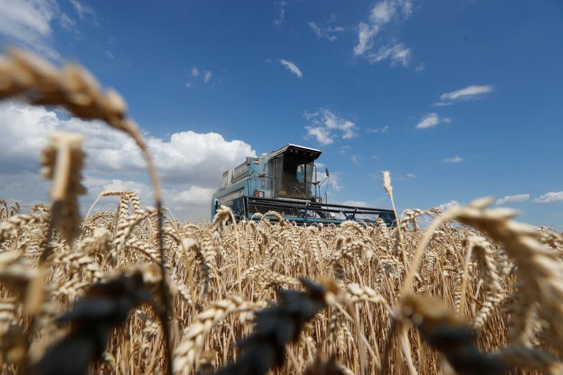 A combine harvests wheat in a field in Kyiv region