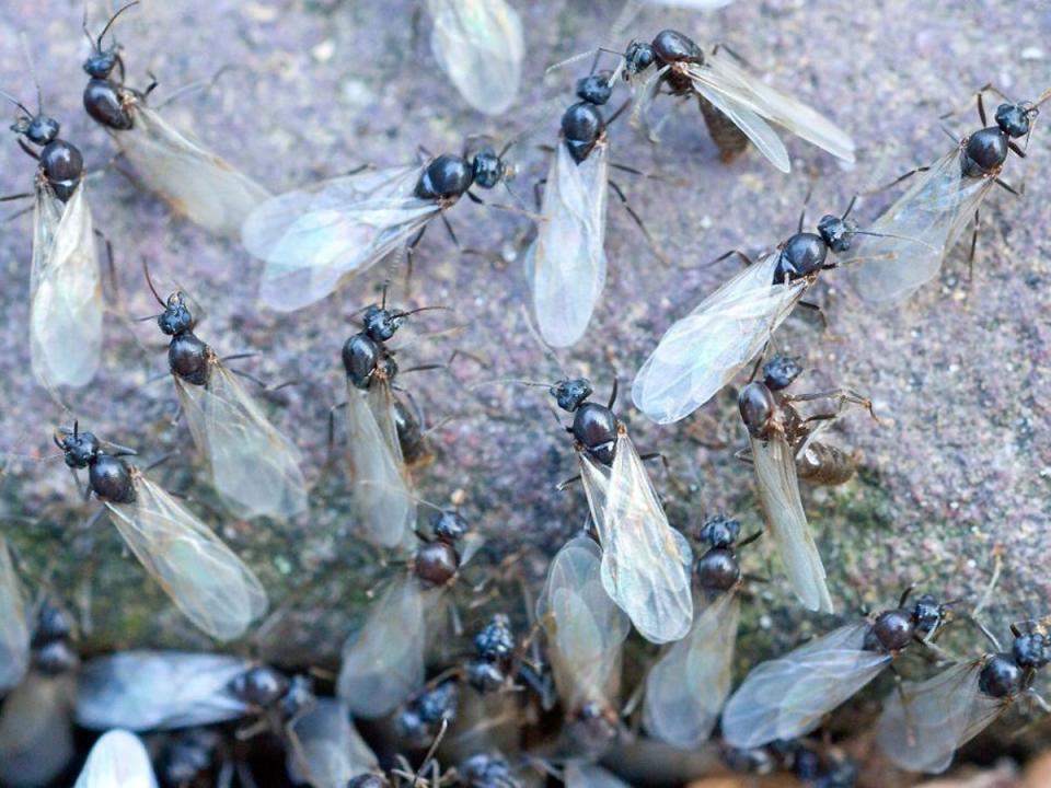 Annual mating ritual sees pavements and gardens covered with swarms of flying ants (Ester van Dam/Alamy)