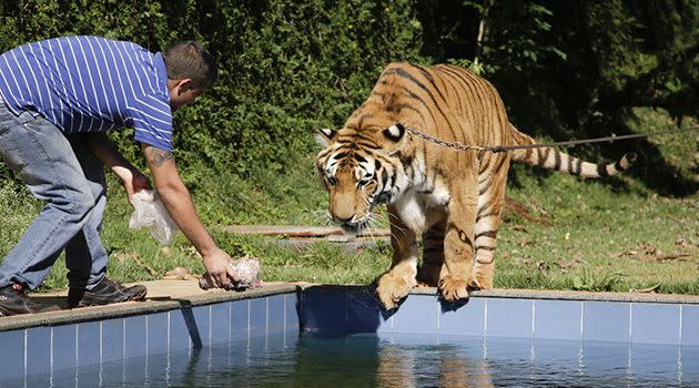 A handler feeds tiger Tom a piece of meat inside Ary Borges backyard animal sanctuary. Photo: AP