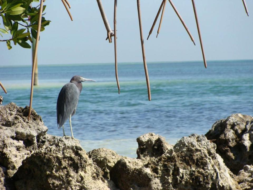 Curry Hammock State Park draws visitors for its native animal and plant life.