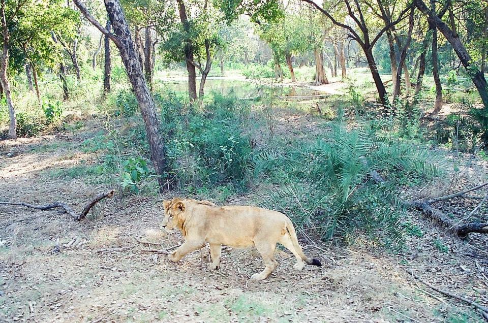 Man mauled to death by lions in front of busloads of zoo visitors