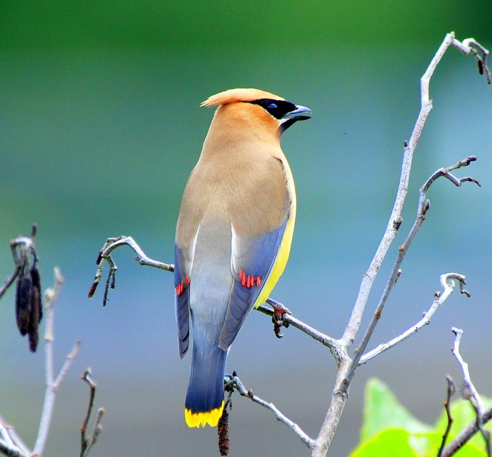 Cedar waxwings are voracious berry eaters.