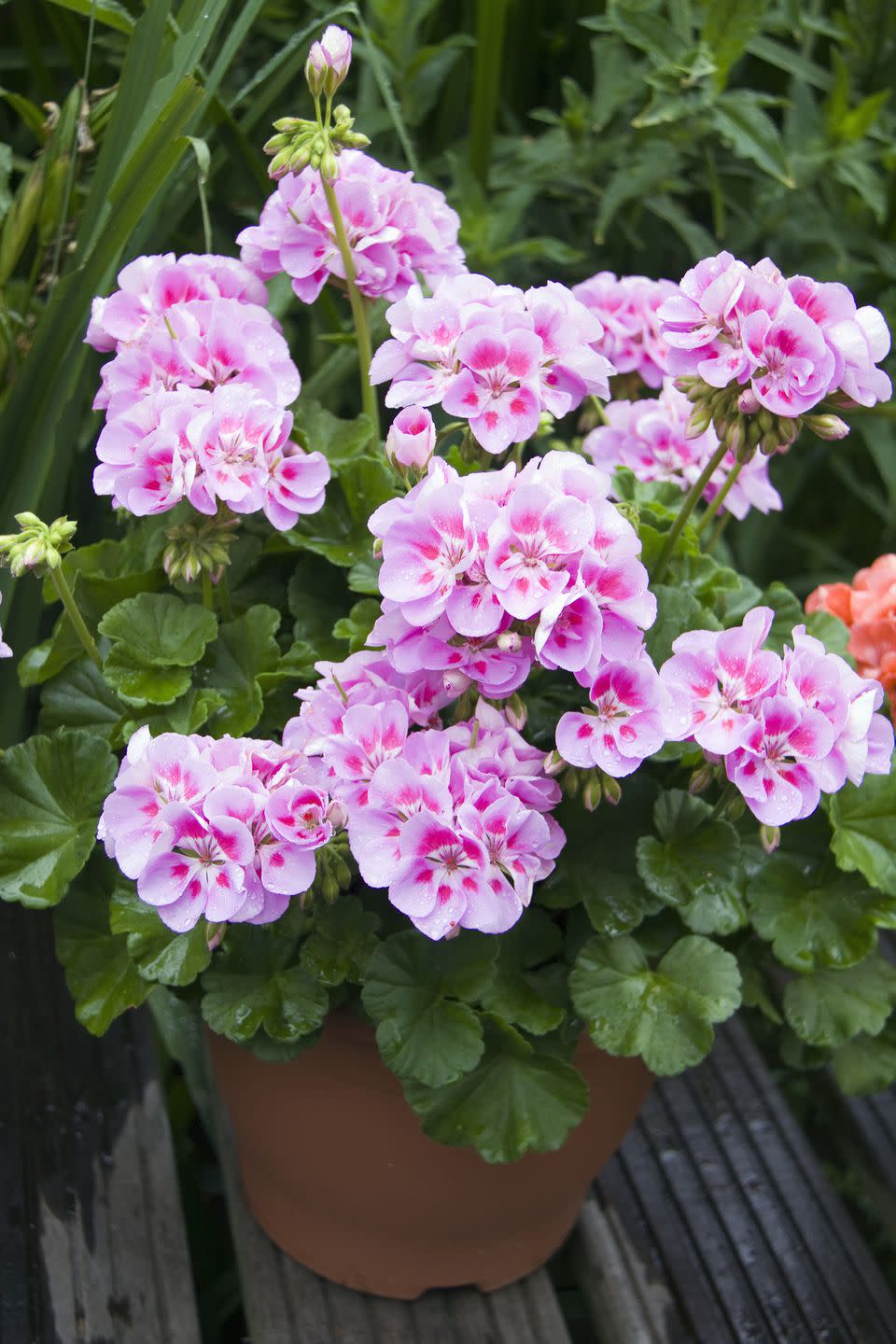 <p>Geraniums are the ultimate summer sizzler – drought-tolerant, brilliantly colourful and so easy to care for. The scented varieties are particularly good in the hot sunshine which is especially good news if you have planted them in pots or hanging baskets. There are so many varieties available too!</p><p><a rel="nofollow noopener" href="https://www.amazon.co.uk/dp/B001P3UZCY" target="_blank" data-ylk="slk:BUY NOW;elm:context_link;itc:0;sec:content-canvas" class="link ">BUY NOW</a></p>