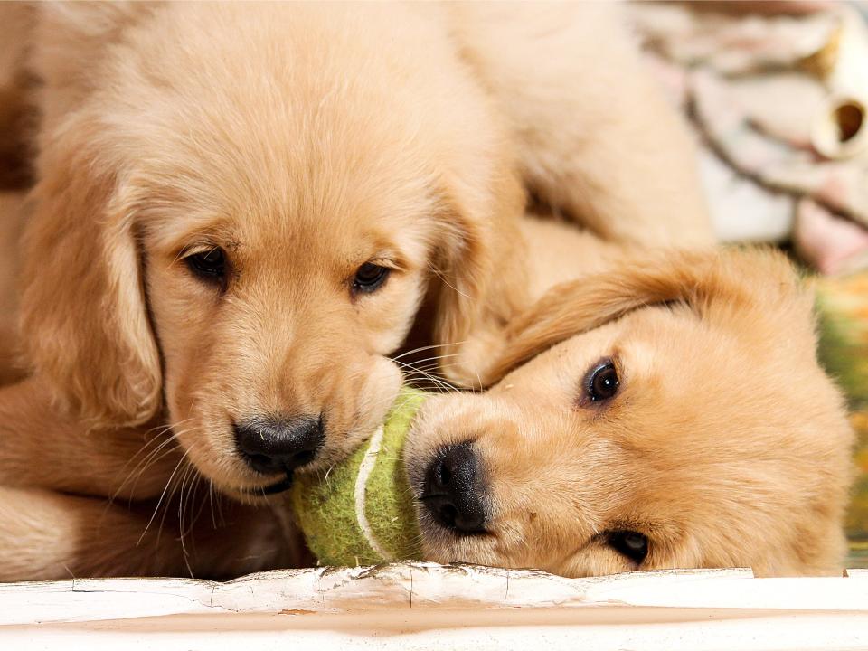 golden retriever puppies playing with a ball AHHHH