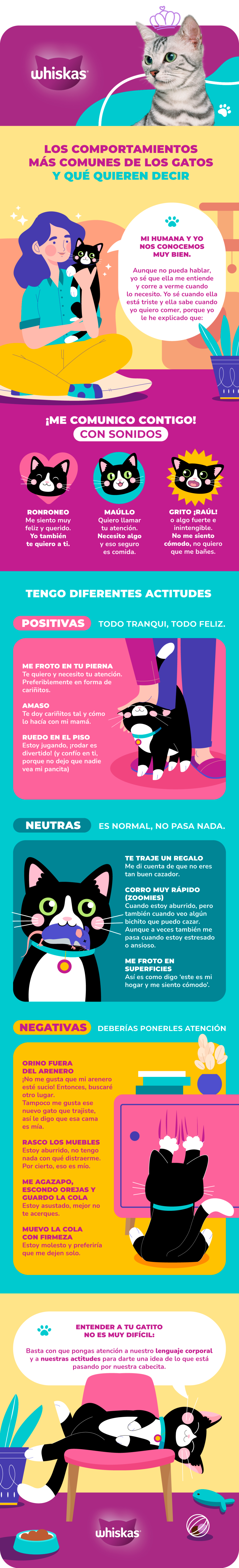 Infografía sobre los comportamientos más comunes de los gatos y su significado. 