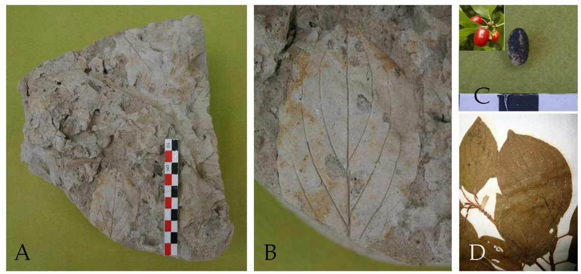 A leaf impression preserved by the ash and mud of the volcanic eruption.