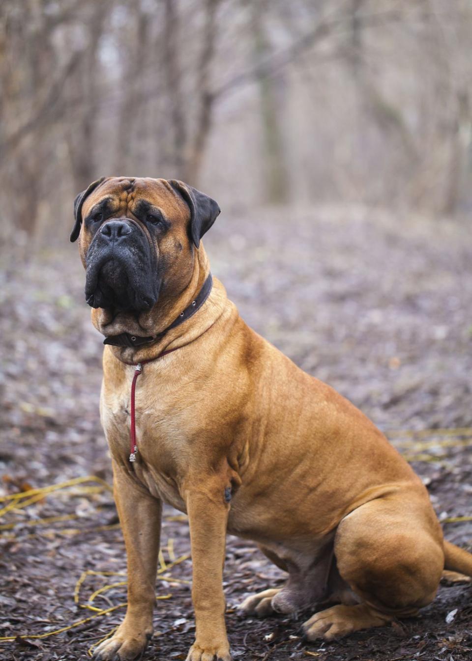 1) English Mastiff