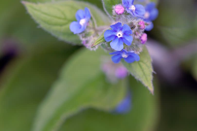 Green Alkanet, Pentaglottis sempervirens, Top view of cluster of blue flowers with white eye atop hairy green leaves. (Photo by FlowerPhotos/Universal Images Group via Getty Images)