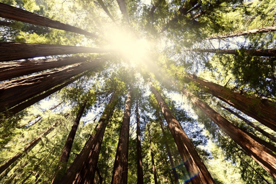 Looking up toward the crowns of giant sequoia trees.