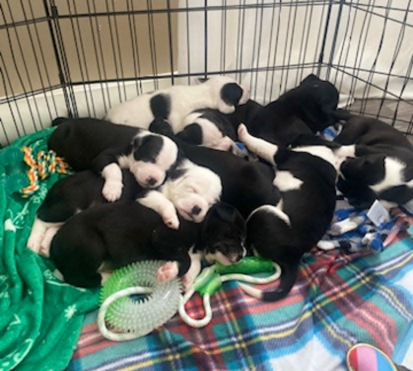 A litter of orphaned puppies that Chelsea Williamson is currently fostering.