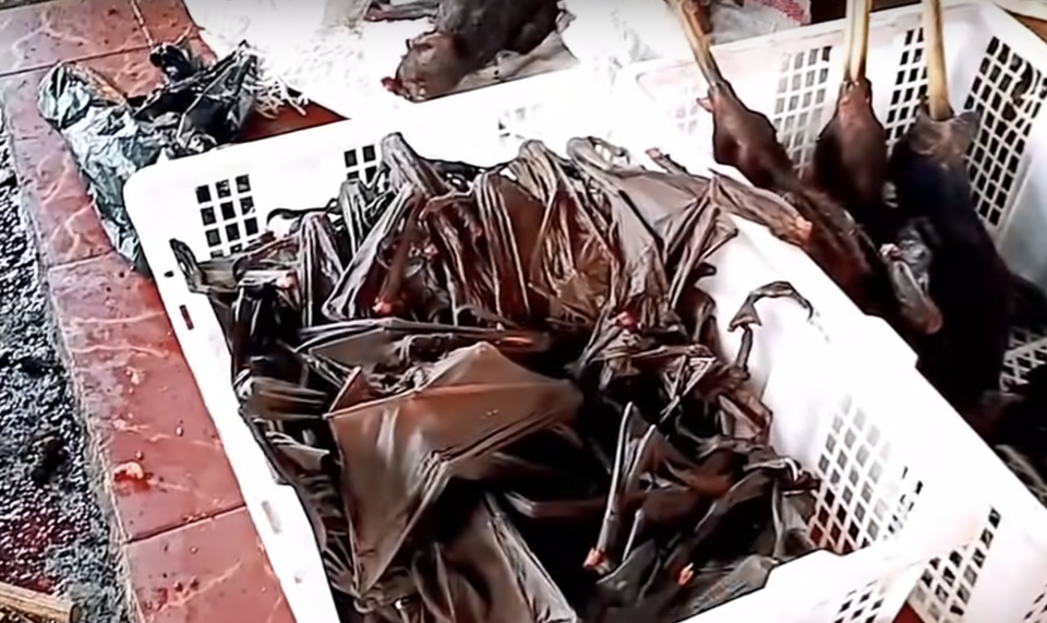 Bats at the market feature in the video that claimed to be in Wuhan. Source: Facebook