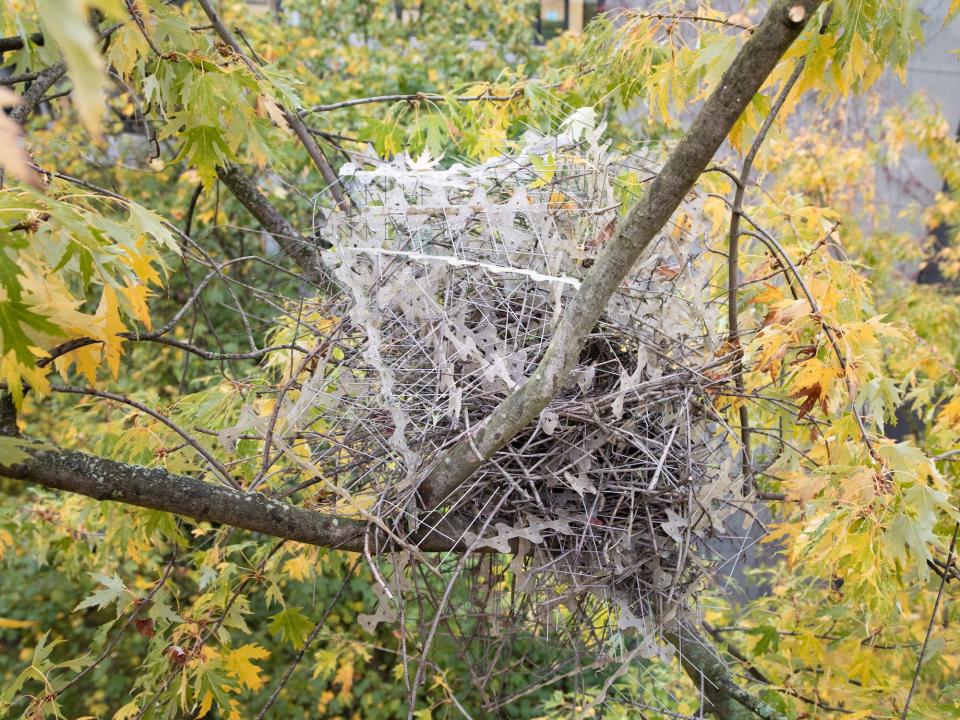 A nest made of anti-bird spikes is seen in a tree in Antwerp, Belgium.