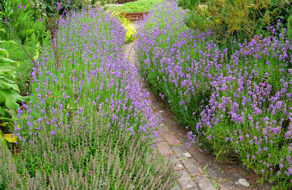 Les plantes méditerranéennes