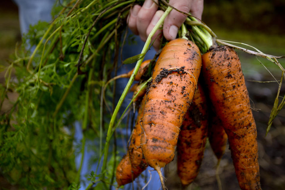 <p>Up 20%: The cheapest bunch of wonky loose carrots you can get this year, according to Good Housekeeping, will cost 35p, that’s up 6p on last year. (Gabe Souza/Portland Press Herald via Getty Images) </p>