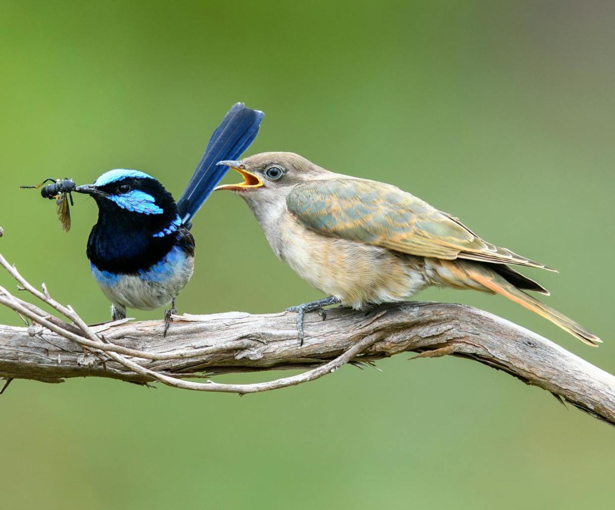 A superb fairy wren foster parent about to feed a Horsfield's bronze cuckoo chick. Mark Lethlean